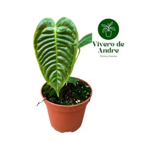 Anturio Veitchii