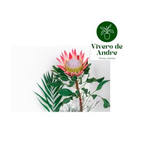 Anturio Warocqueanum