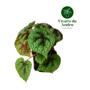 Begonia Iron Cross
