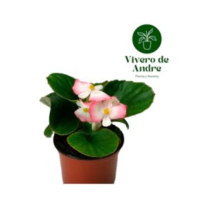 Begonia Volumia Pink