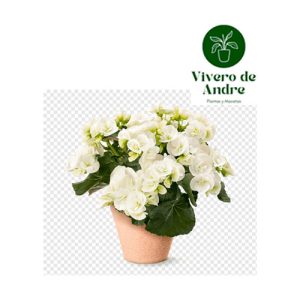 Begonia Volumia White