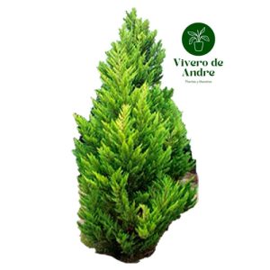 Cypress Tamaño Grande