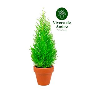 Cypress tamaño mediano