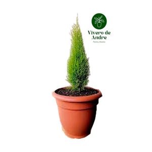 Cypress tamaño pequeño