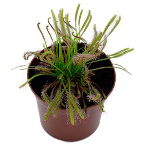 Drocera capensis