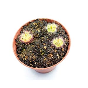 Drosera Burmanis