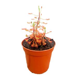 Drosera Madagascariensis