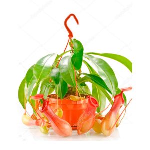 Nepenthes hookeriana