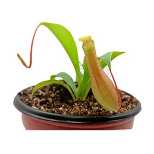 Nepentes Ventrata