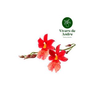 Orquidea Cambria