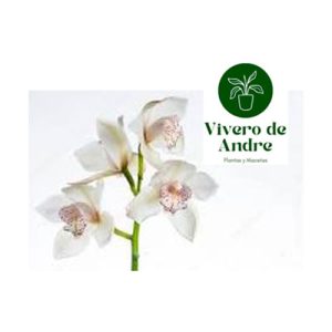 Orquidea Cymbidium