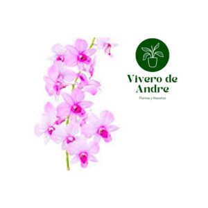 Orquidea Dendrobium