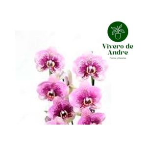 Orquidea Phalaenopsis