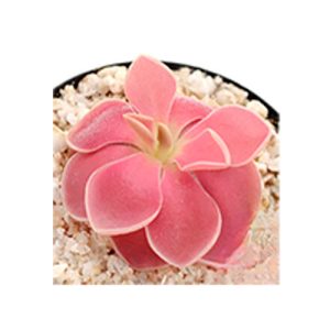 Pinguicula Weser