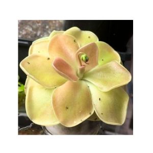 Pinguicula tina