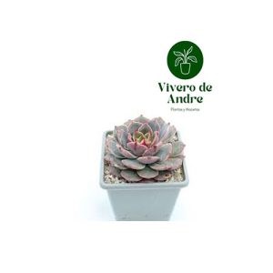 Echeveria Santa Lewis