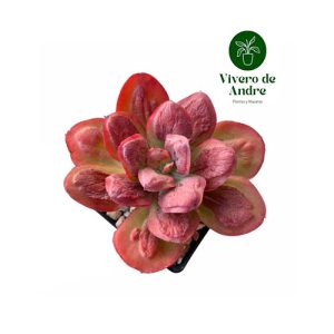 Suculenta Baron Bold