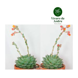 Suculenta Fabiola