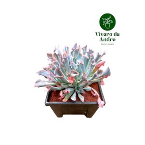 Suculenta Trumpet