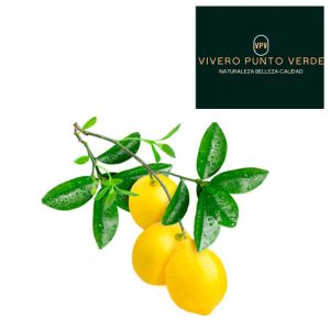 Arbol Frutal Limon
