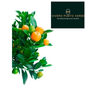 Arbol Frutal Mandarina
