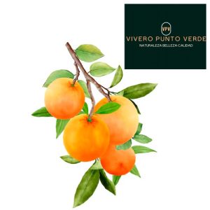 Arbol Frutal Naranja