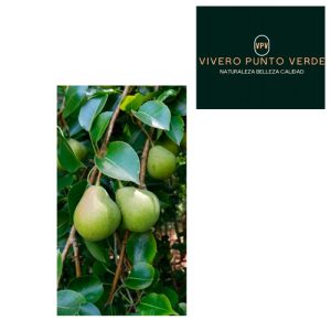 Arbol Frutal Pera