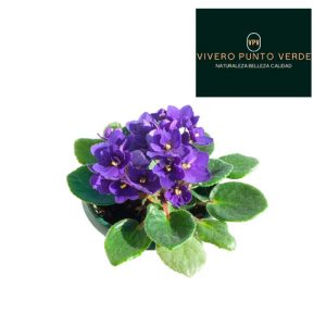 Violetas